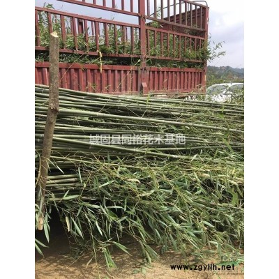 漢中桂花批發