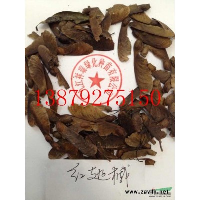 九江祥瑞綠化供應優質杜英價格實惠