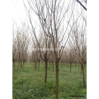 杜英  成都苗木 供應貴州苗木  成都苗木 杜英批發