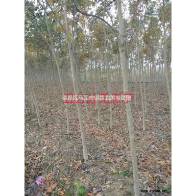 江西九江木荷杯苗樂昌杯苗杜英杯苗批發/供應