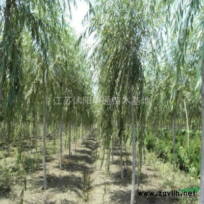 大葉女貞 大葉女貞規格* 江蘇大葉女貞