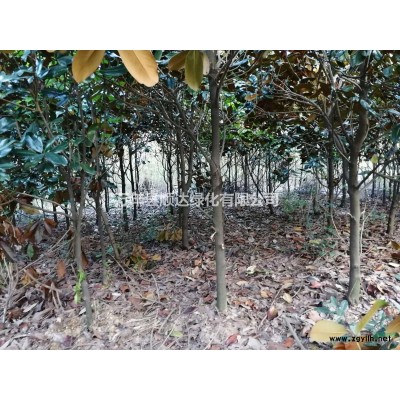 征地低價(jià)拋售，移栽杜英，地徑3-10公分，價(jià)格電議