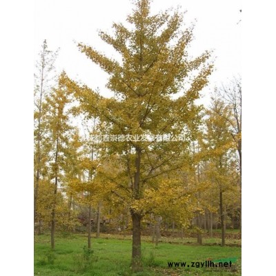 成都崇德園林供應(yīng)大量杜英基地直銷(xiāo) 成都杜英產(chǎn)地供應(yīng) 杜英基地