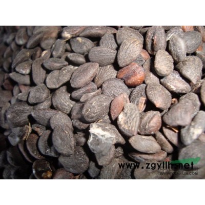 江西江西九江大葉女貞*新報價/江西九江大葉女貞圖片