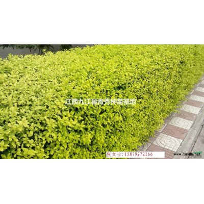 九江杜英種植基地、江西杜英基地直銷價格、優質杜英栽培技術