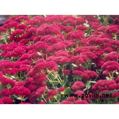 大量供應大葉女貞小苗