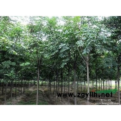 豫東苗圃繁育基地大量供應欒樹苗，大葉女貞