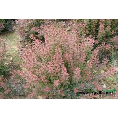 基地供應紫葉桃、毛桃、大葉女貞