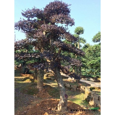 供應(yīng)各種規(guī)格杜英