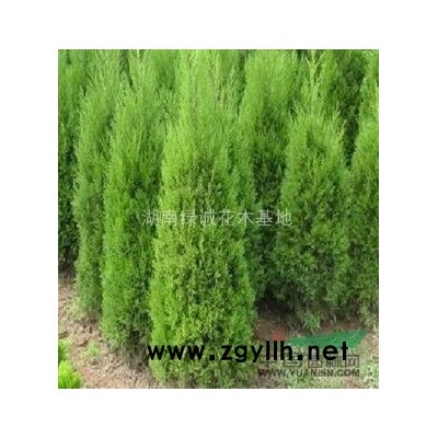 杜英，杜英價格，杜英供應，杜英圖片