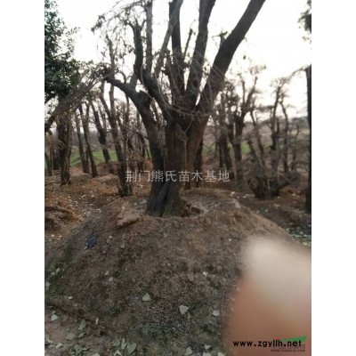 桂花，桂花價格，桂花供應(yīng)，桂花圖片，2014年桂花價格