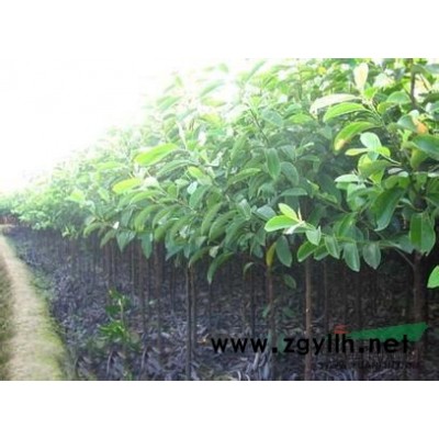 重陽木、小葉雞爪槭、紅葉石楠、濕地松、三角楓.馬褂木、羅漢松