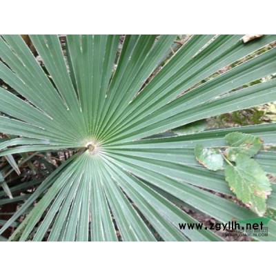 供應(yīng)殺頭3年冒12一20以上馬褂木大量