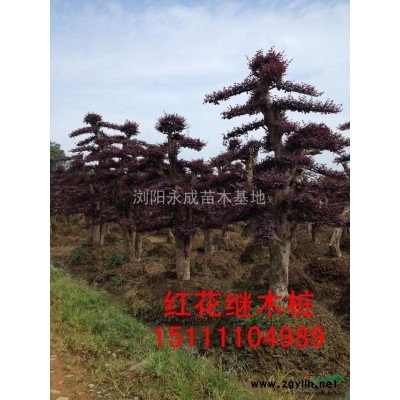 紅楓，2014年紅楓價(jià)格，湖南紅楓供應(yīng)，嫁接紅楓價(jià)格