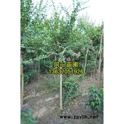 安徽*便宜桂花（1）/*便宜桂花（1）供應/安徽*便宜桂花（1）批發(fā)/安徽*便宜桂花（1）/*便宜桂花（1）供應/安徽*便宜桂花（1）供應/安徽*便宜桂花（1）/*便宜桂花（1）供應/安徽*便宜桂花（