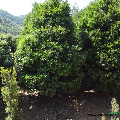 福建大量供應桂花袋裝