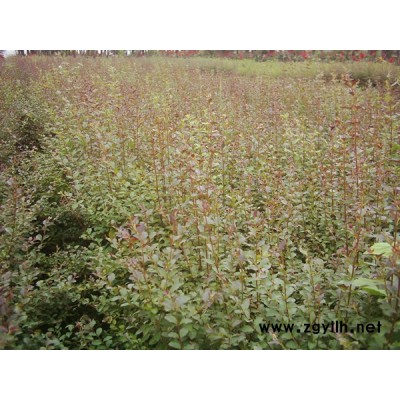 大葉女貞、珊瑚、茶花、石楠、杜英