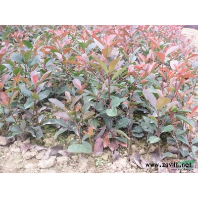 長期供應紅白玉蘭、無患子、八月桂、杜英、火棘等苗木