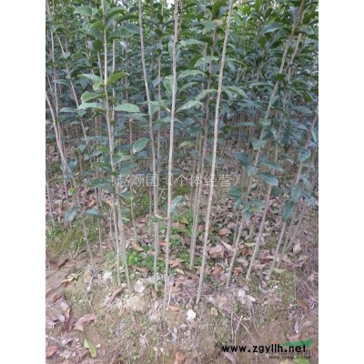 廣西桂花樹*新價格