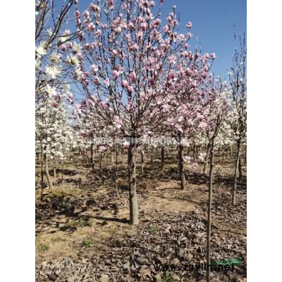 紅楓、美國紅楓