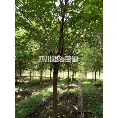 羽毛楓、雞爪槭、金陵黃楓、赤楓、三季紅楓、日本紅楓