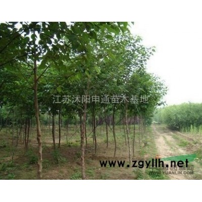 桂花 桂花規格* 江蘇桂花 桂花苗圃