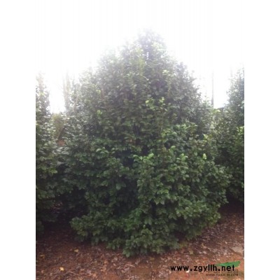 江西南昌供應小桂花苗，柚子樹苗