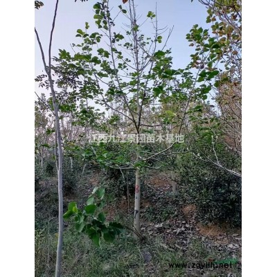 九江紅楓基地實(shí)拍 ，這是自家基地的紅楓，九江紅楓小苗批發(fā) 江