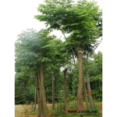 江西馬褂木，九江馬褂木基地