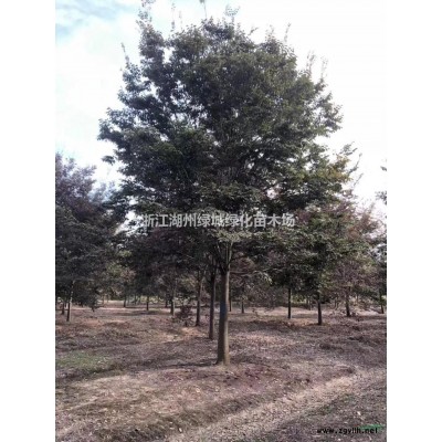 浙江雜交馬褂木  雜交馬褂木價(jià)格哪里好/哪家便宜