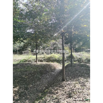 常州金壇薛埠紅楓