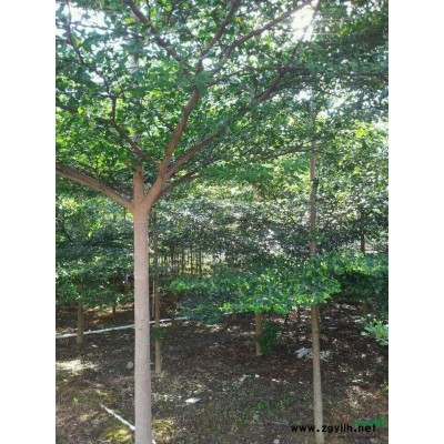 本人有小葉欖仁、海藻、桂花樹出售