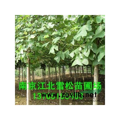 美國紅楓市場價格*新