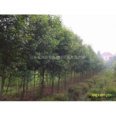 垂柳.合歡.欒樹.高桿女貞.紫薇.紫荊.紅葉李.馬褂木.青桐