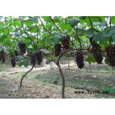 樸樹 烏桕 馬褂木等等樹苗