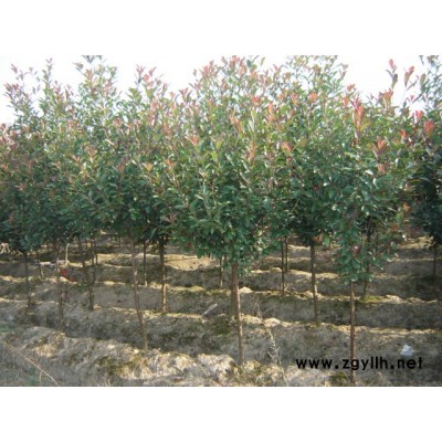 秋火焰美國紅楓圖片\秋火焰美國紅楓報價