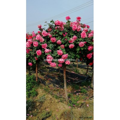 美國紅楓秋火焰