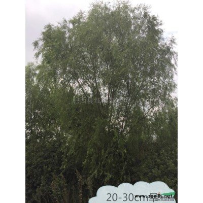 安徽5-8cm紅楓介紹