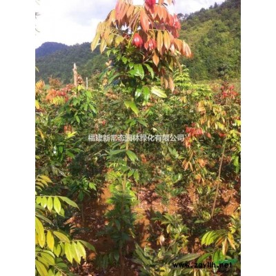 紅楓 美國(guó)紅楓 日本紅楓  浙江紅楓報(bào)價(jià)    3-11公分