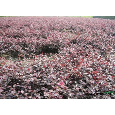 安徽桂花/安徽桂花供應/出售安徽桂花