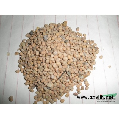 馬褂木種子供應/馬褂木種子圖片