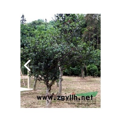 常州桂花樹種植 常州桂花樹批發(fā) 錦羊山莊您的*佳*選