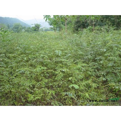 江西杜英小苗 九江杜英小苗/江西杜英小苗供應(yīng)/九江優(yōu)質(zhì)杜英小苗報(bào)價(jià)