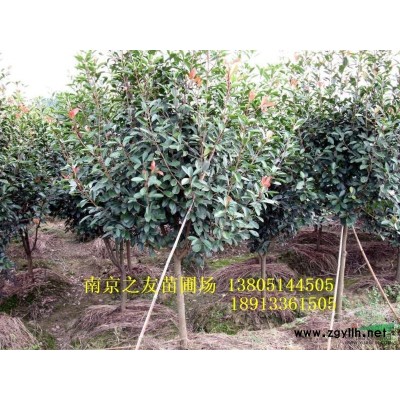 杜英批發(fā)價格  南京杜英價格批發(fā)供應信息