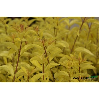 成都高桿桂花，朱砂.丹桂.八月桂，規(guī)格*，樹形優(yōu)美