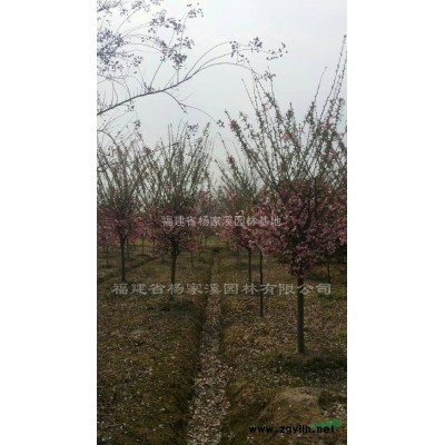 八月桂花 福建八月桂規(guī)格* 八月桂*新報價