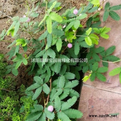 美國紅楓種子播種方法好學嗎？