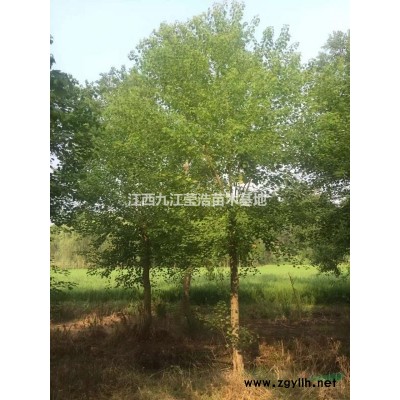 優(yōu)質(zhì)特價(jià)江西紅楓 九江紅楓農(nóng)戶產(chǎn)地直銷