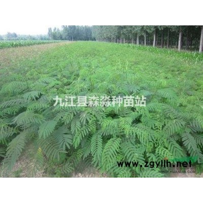 12公分全冠楓香小苗 道路綠化景觀紅楓樹種供應 楓香樹批發 先淼