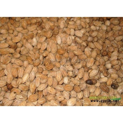 江西桂花小苗 九江桂花小苗 金桂小苗